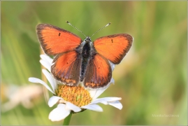 <p>OHNIVÁČEK MODROLEMÝ (Lycaena hippothoe) Šluknovsko - Kunratice u Šluknova ---- /Purple-edged copper - Lilagold-Feuerfalter/</p>